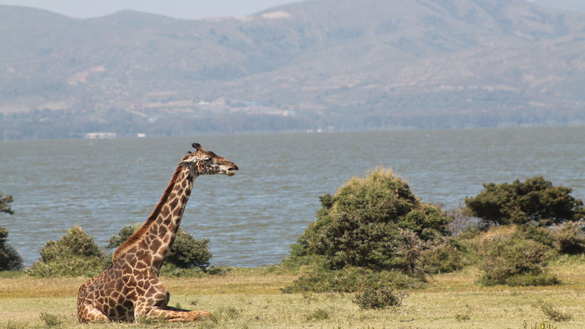 Walking Safari auf Crescent Island, Kenia