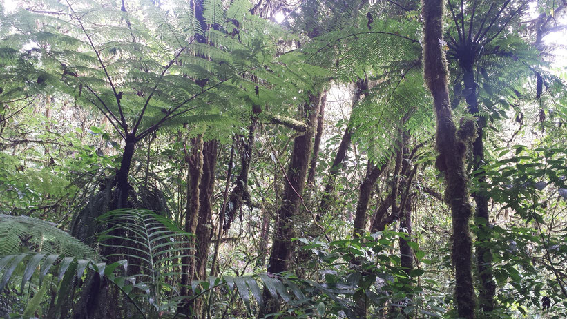 Cabo Blanco Nationalpark, Costa Rica