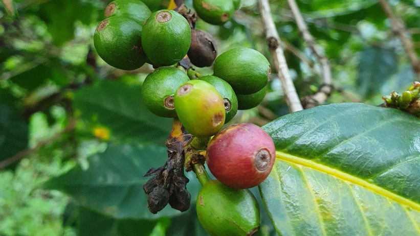 Kaffeefarm-Führung und Ziplining in Paradise Lost, Kenia