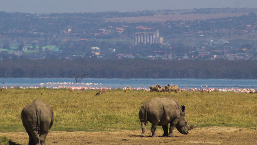 Nakurusee (Lake Nakuru), Kenia