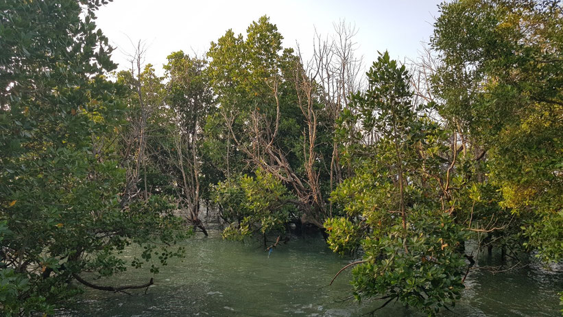 Mangroven Wanderung auf Chale Island, Kenia