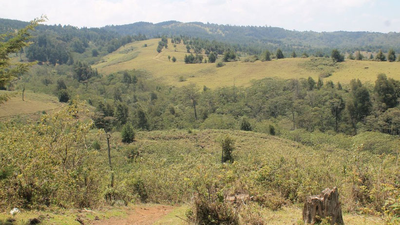 Kereita Forest, Kimende, Kenia