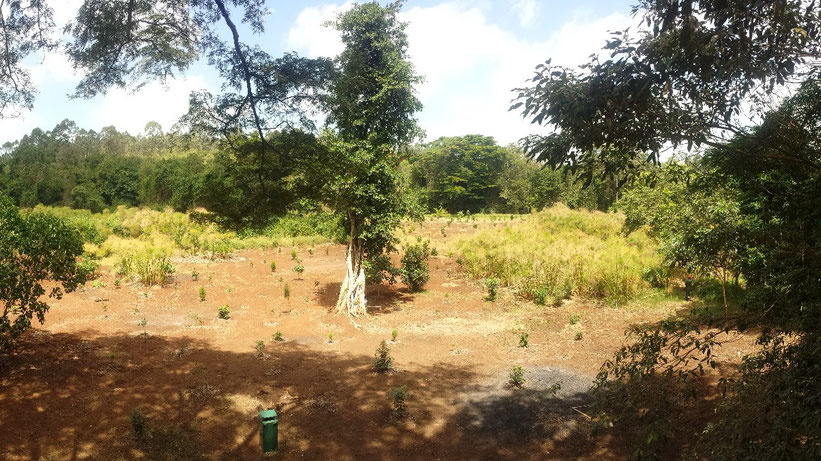 Karura Forest, Nairobi, Kenia