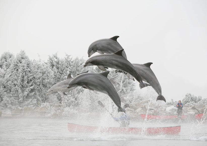 Dolfinarium winter