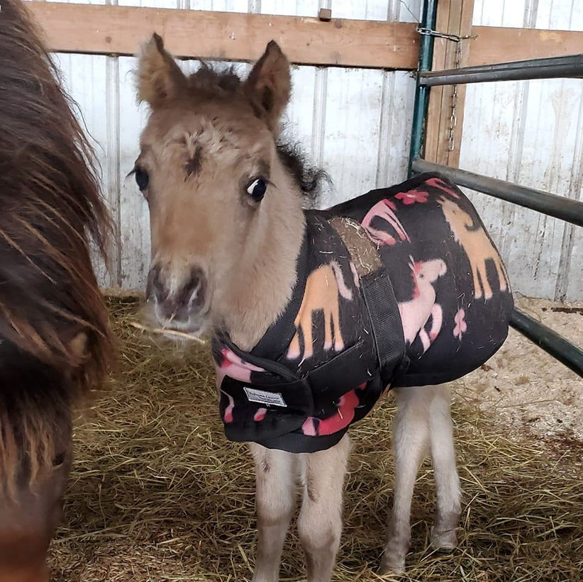 Miniature Horse Tack For Sale Supreme Equine Designs