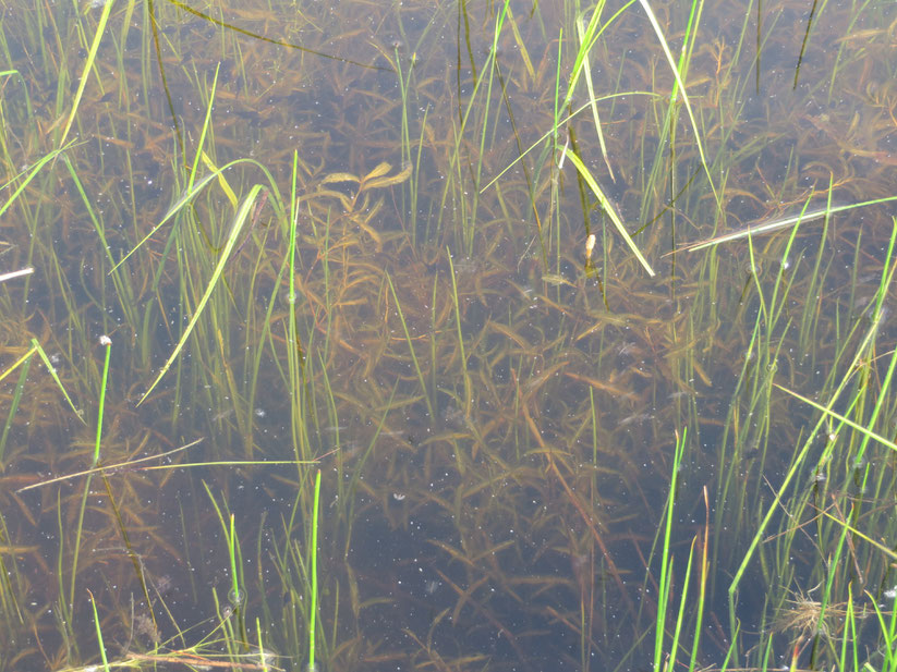 Ongelijkbladig fonteinkruid (Potamogeton gramineus)