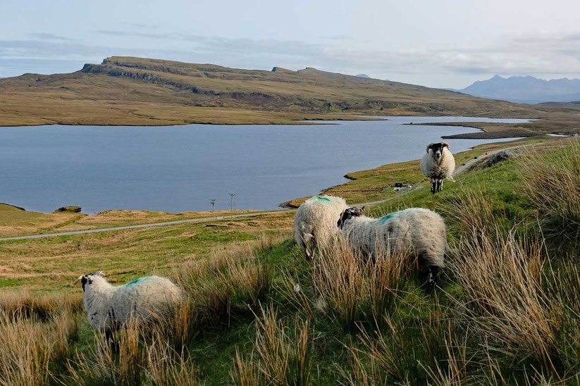 Blackface Hochlandschafe Skye