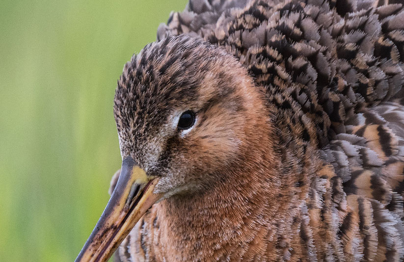 Nikkor Z600 f/6.3 PF: 100% Ausschnitt - anklicken