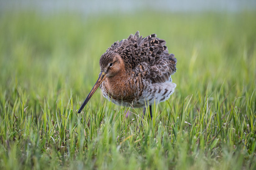Nikkor Z 600 f/6.3 PF: ungecroppt - anklicken