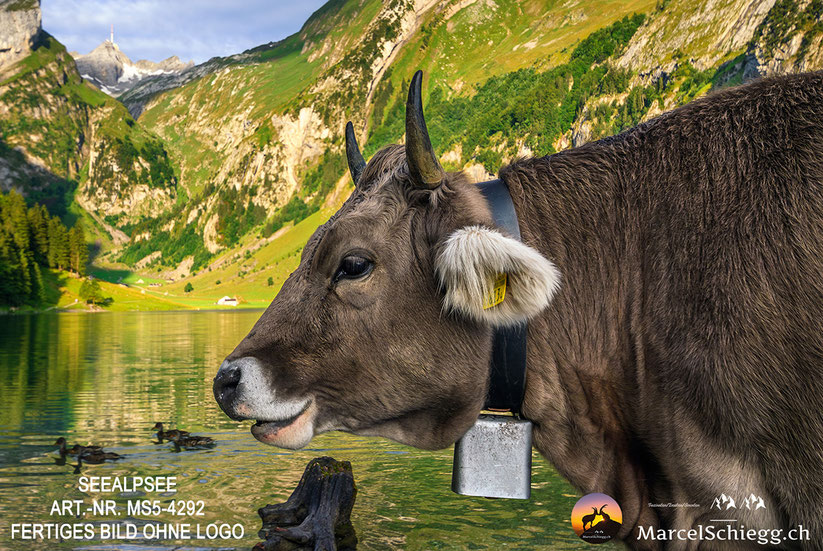 Bilder Seealpsee, Leinwandbild Seealpsee, Alpsteinbilder