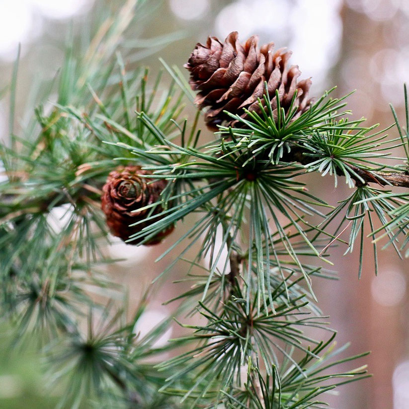 Lärchenäste und Zapfen für die Herbstdeko