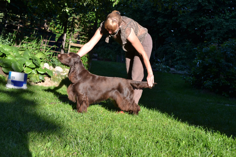 Leberfarbene Field Spaniel Hündin "Winterbourne Move On To Belauer See", geworfen 2012 im Alter von beinahe drei Jahren,  Foto: Ewa Ostapzuk