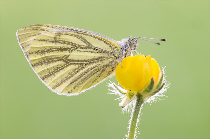 Pieris napi - Grünader-Weißling, Rapsweißling