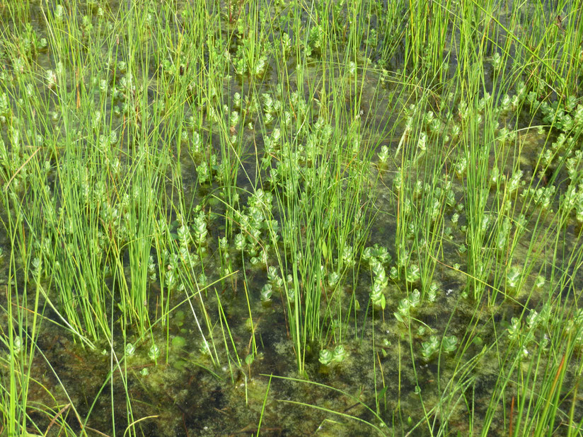 Draadzegge (Carex lasiocarpa) en Moerashertshooi (Hypericum elodes)