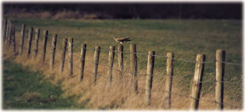 Ein Turmfalke auf einem Pflock