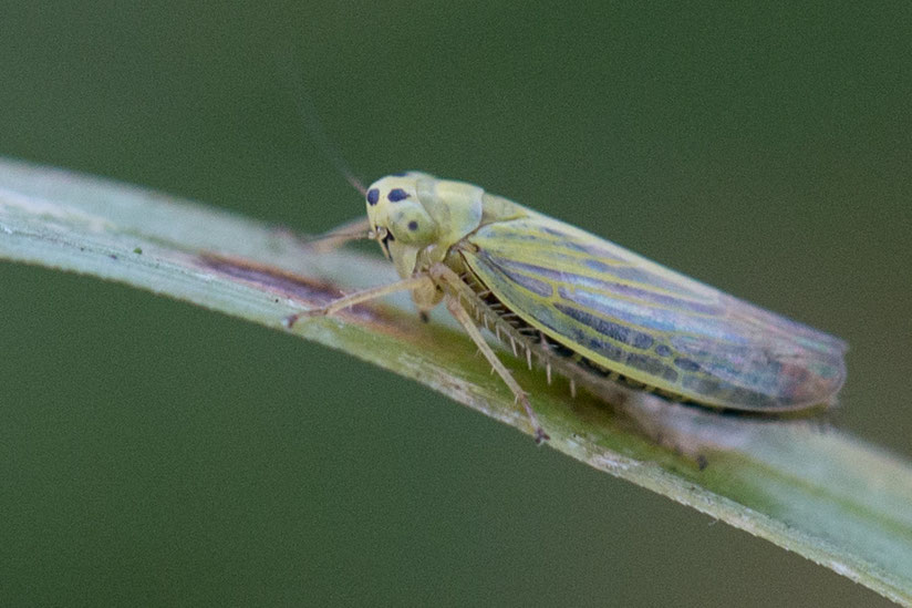 Eine Knaulgraszirpe (Cicadula persimilis) bei Bantikow am Kyritzer See.