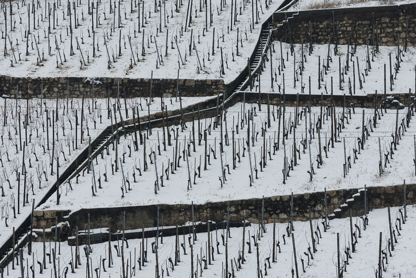 Vineyard in Winter, Rebberg im Winter, Twann, Bielersee