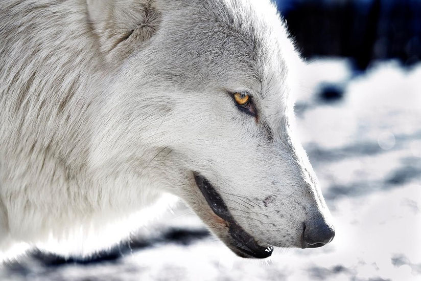 Hybridwolf ハイブリットウルフ Hybrid Wolf （ハイブリッドウルフ・狼犬）