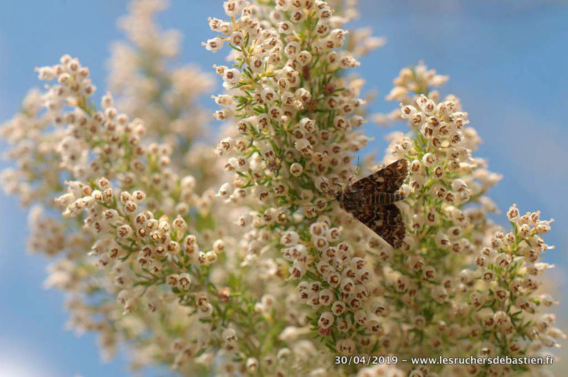 papillon sur Erica arborea, Cévennes