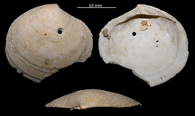 Codakia leonina, Miocene dell'Aquitania, incompleta, con foro di predazione