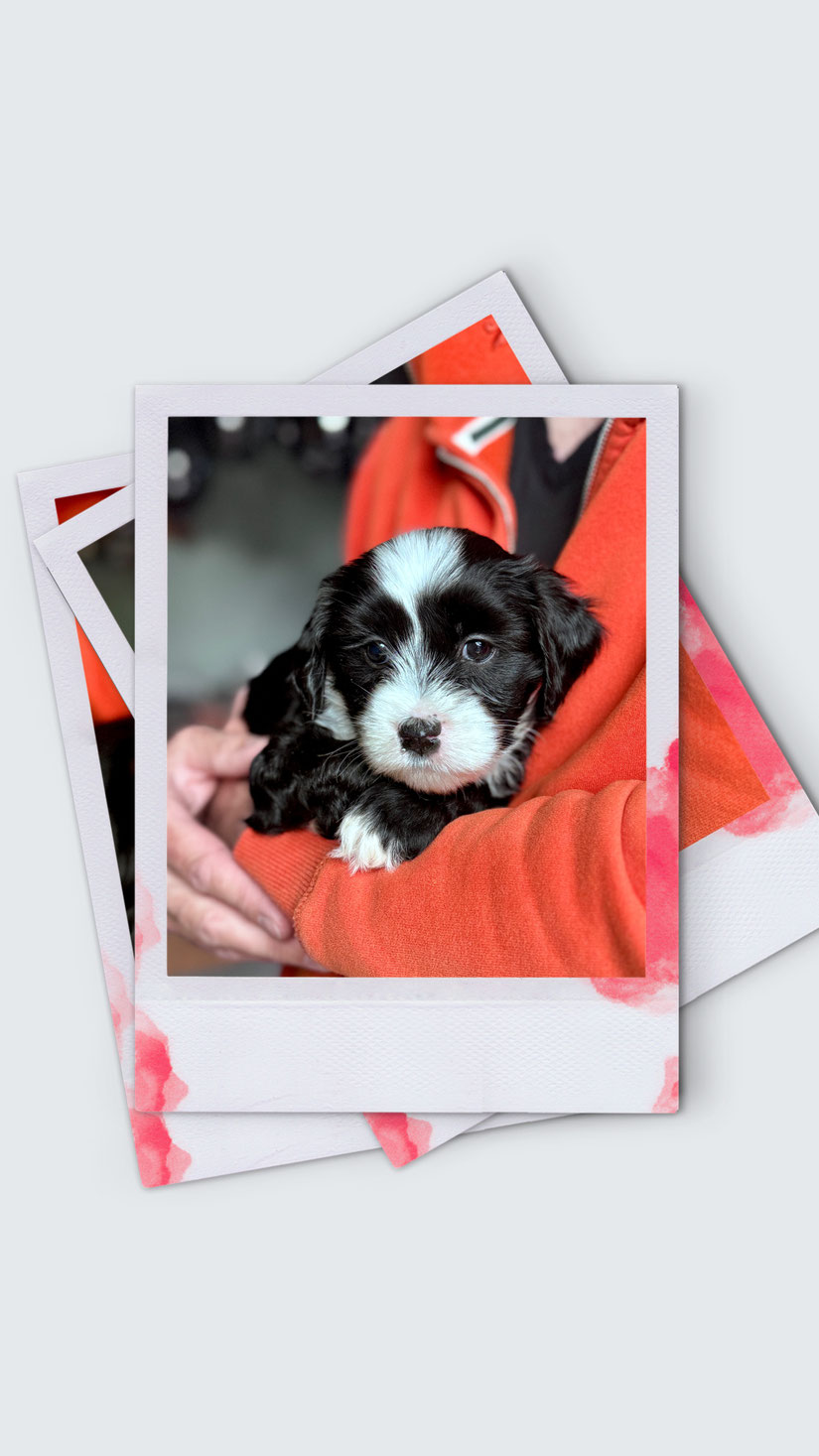 Tibet-Terrier-Welpe wird liebevoll auf dem Arm gehalten und blickt aufmerksam in die Umgebung.