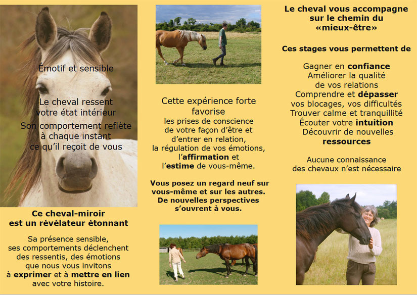 Stages de Développement Personnel avec le cheval Cheval et Sens