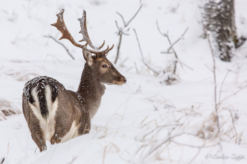 Dopo la nevicata un bel giovane di daino "balestrone" ne porta ancora qualche segno sul manto bagnato.