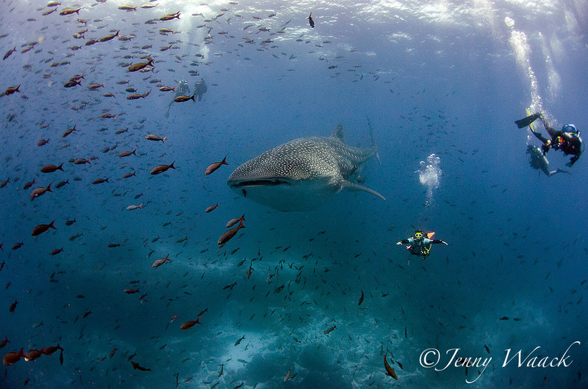 Whale shark surrounded by fish and scuba divers underwater, with light filtering through the water from above