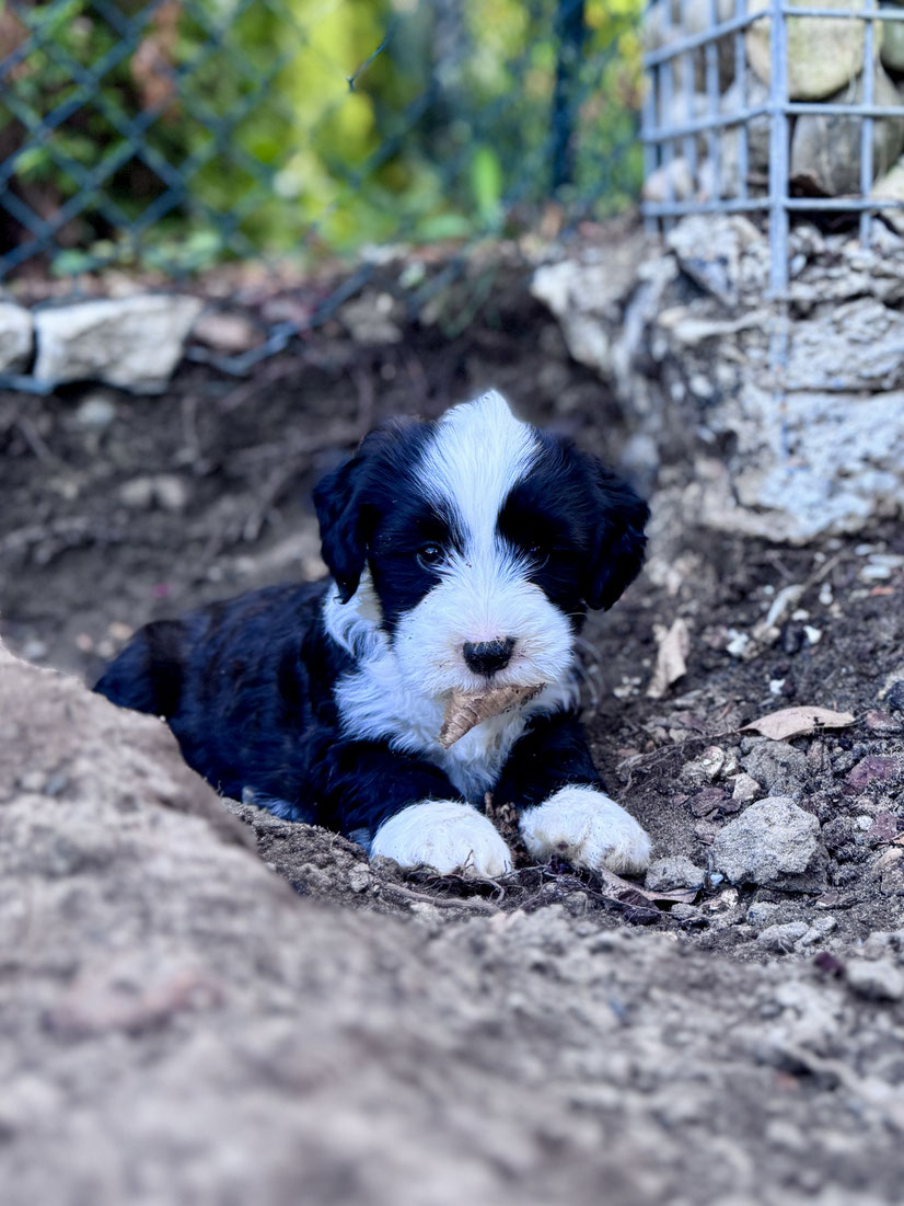 Neugieriger Tibet-Terrier-Welpe im Garten während der frühen Sozialisierung und Umweltgewöhnung.