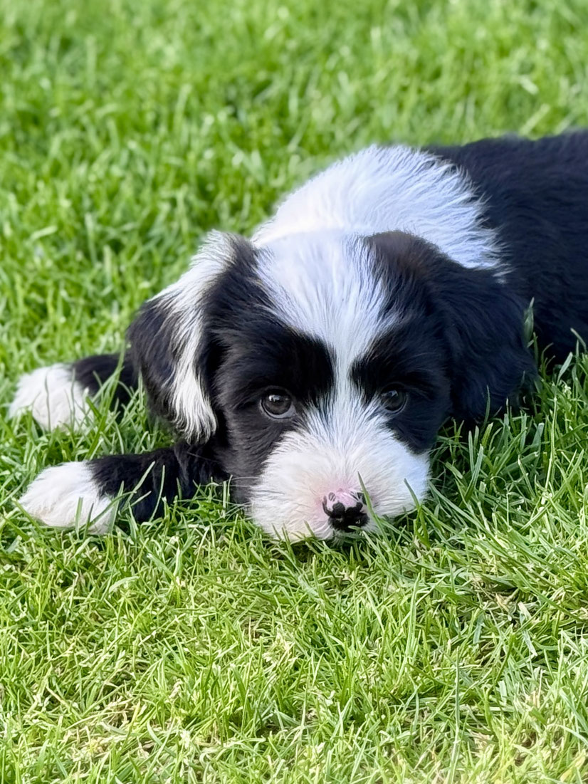 Gesunder Tibet-Terrier-Welpe nach der Wurfabnahme, Impfung und Kennzeichnung mit Mirkochip.