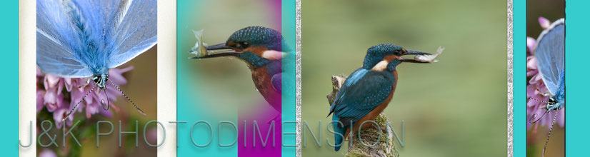 Ijsvogel