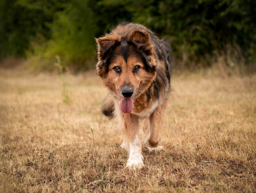 Hundefotografie; Hundefotoshooting, Hund läuft entspannt über eine Wiese