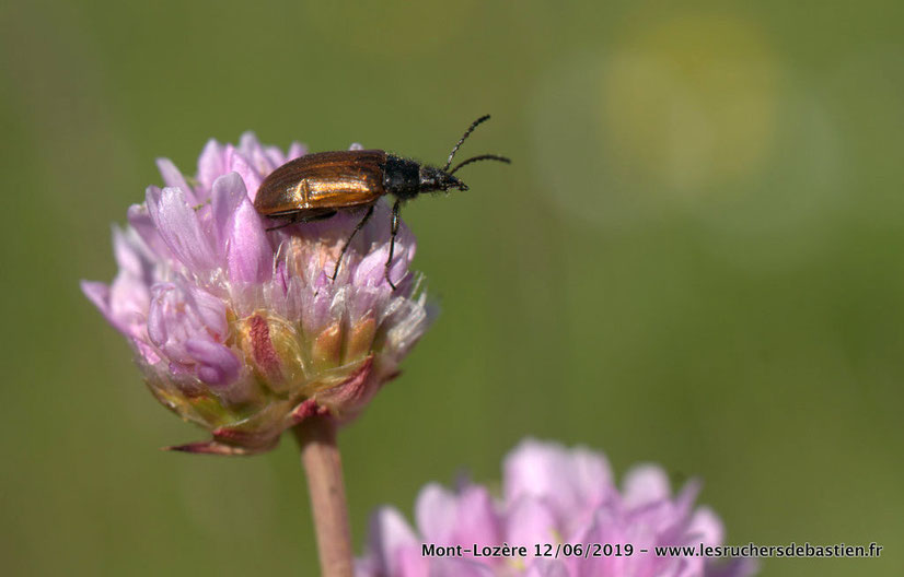  Omophlus lepturoides & Armeria arenaria, prairie sèche, Mont-Lozère