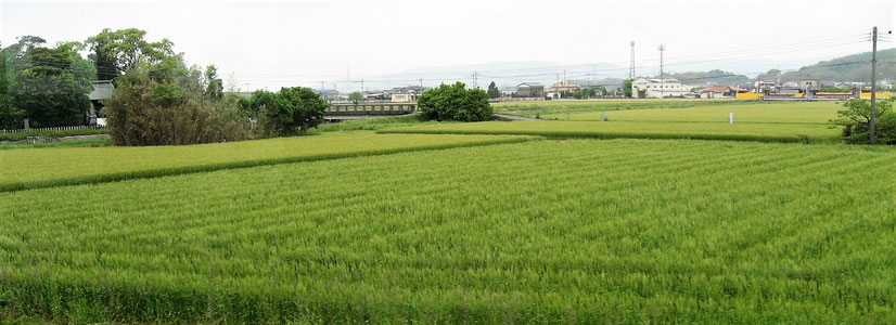 サニーレタス（福岡県南部）