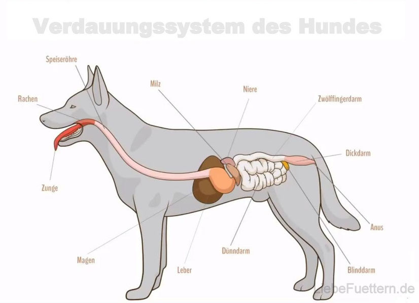 Natürliche Entgiftung & Darmsanierung beim Hund. 100% NATÜRLICH - Reico ...