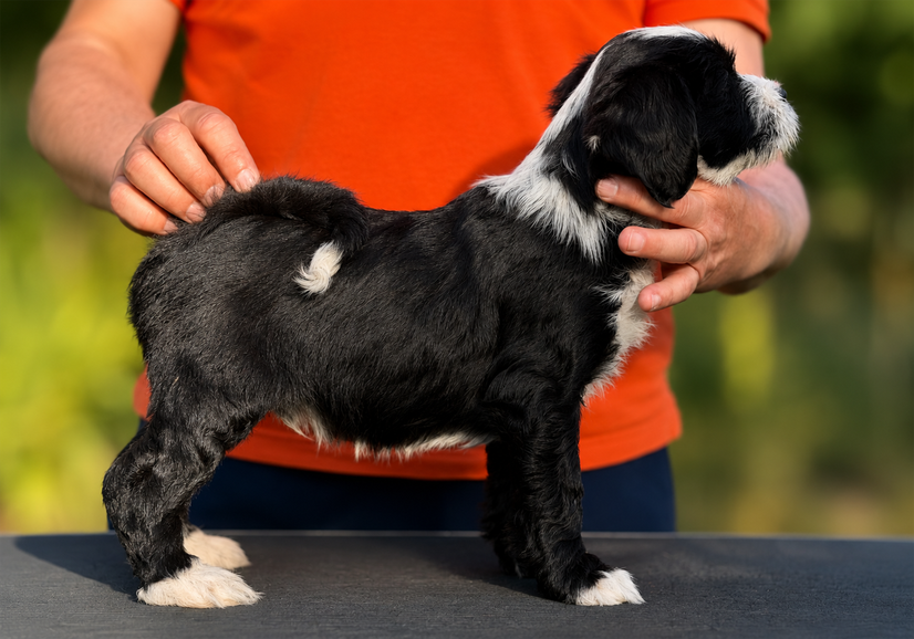 Tibet Terrier-Welpe Gyan-Nyih Dorje aus dem M-Wurf made of Dog's Wisdom im Alter von 9 Wochen.