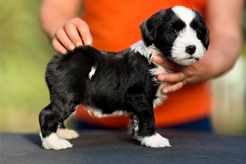Tibet Terrier-Welpe Fie-Te Gyatso aus dem M-Wurf made of Dog's Wisdom im Alter von 9 Wochen.