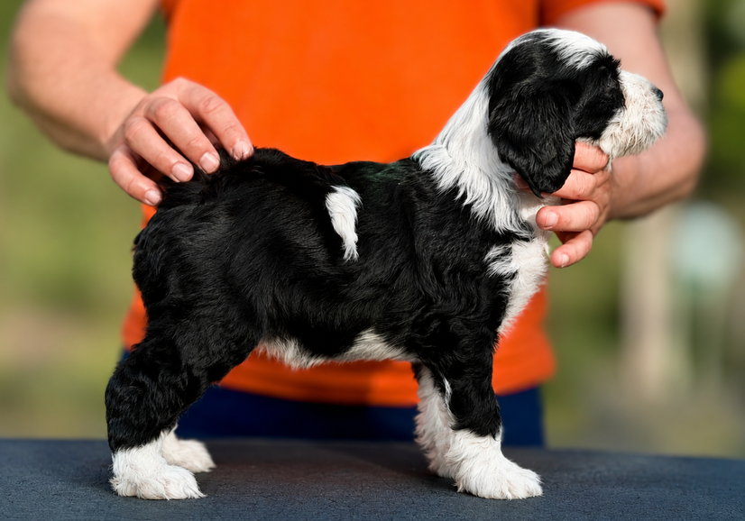 Tibet Terrier-Welpe Moha-Naah Dechen aus dem M-Wurf made of Dog's Wisdom im Alter von 9 Wochen.