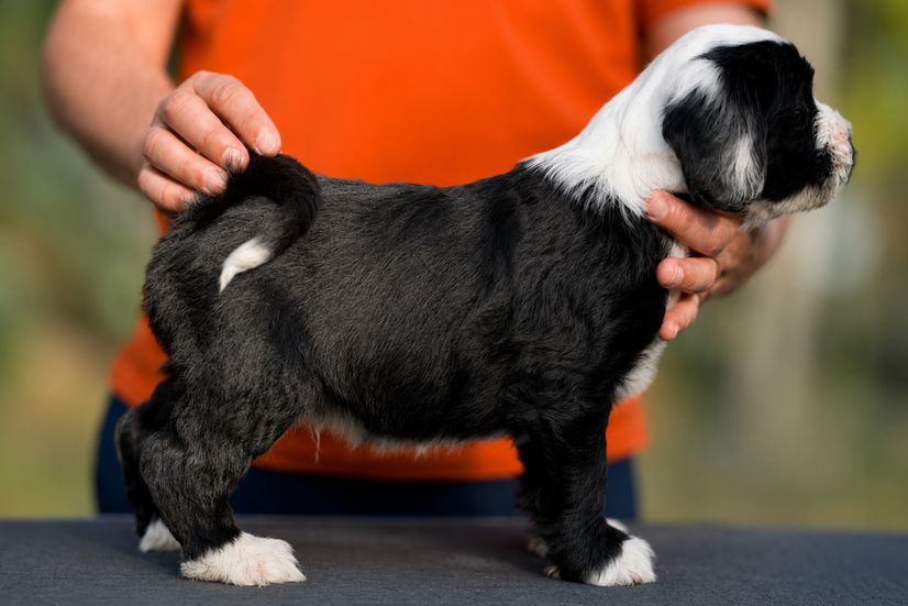 Tibet Terrier-Welpe Ma-Niih Rinchen aus dem M-Wurf made of Dog's Wisdom im Alter von 9 Wochen.