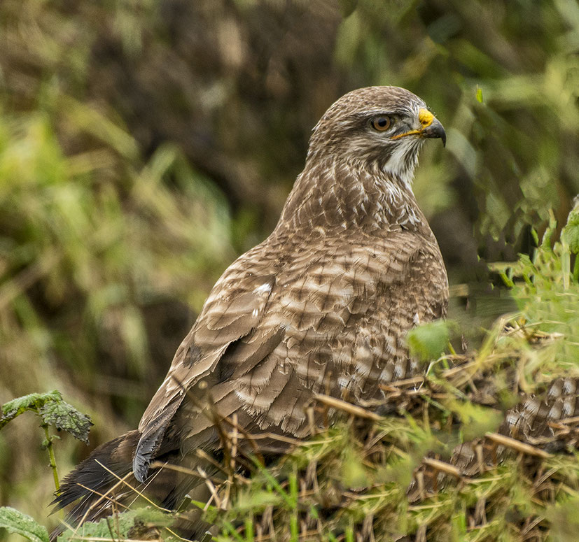 Buizerd Beverwijk.