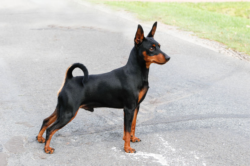 deutscher pinscher, zwergpinscher, welpen, züchter, niedersachsen, hamburg, 