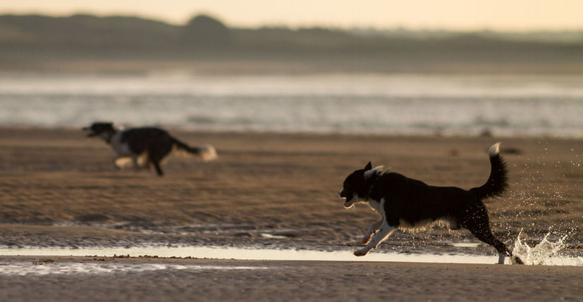 Hunde spiel am Strand in der Normandie