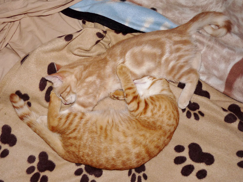 Chatons crème et roux se faisant un câlin /  Cream and red kittens named Esmé and Freya, of making a hug / Photo de Crystal Jones