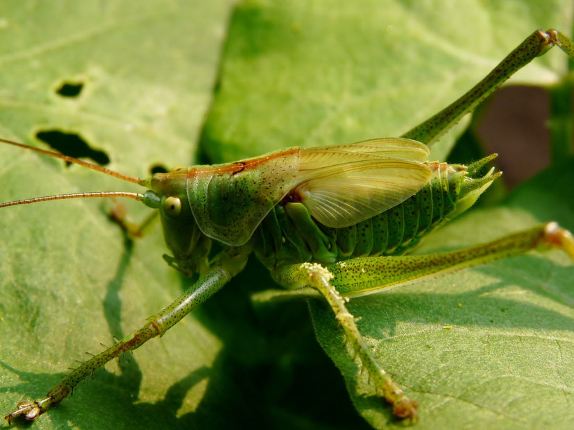 Sauterelle / Locust / Photo de Crystal Jones