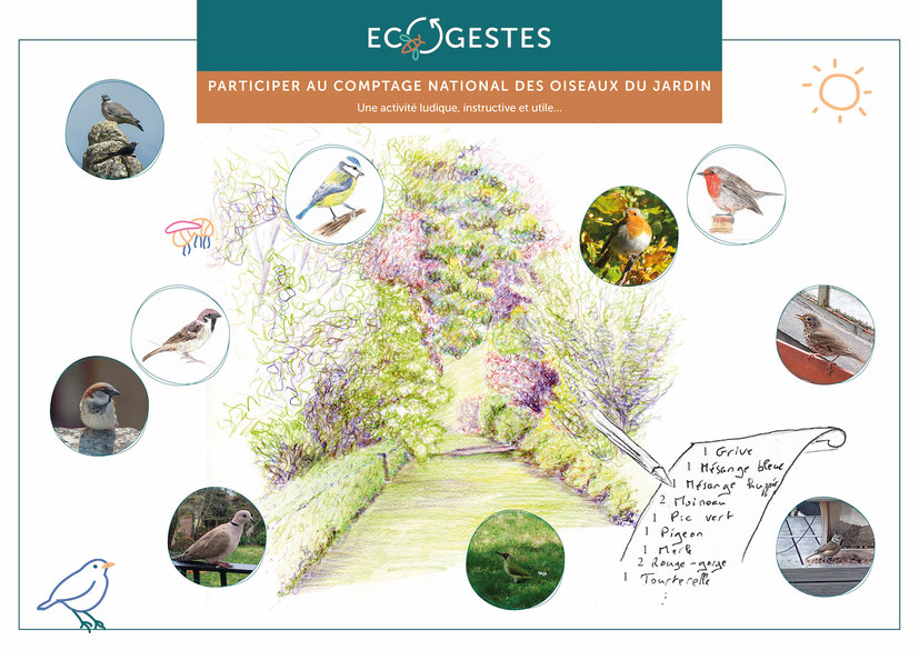 Compter les oiseaux du jardin