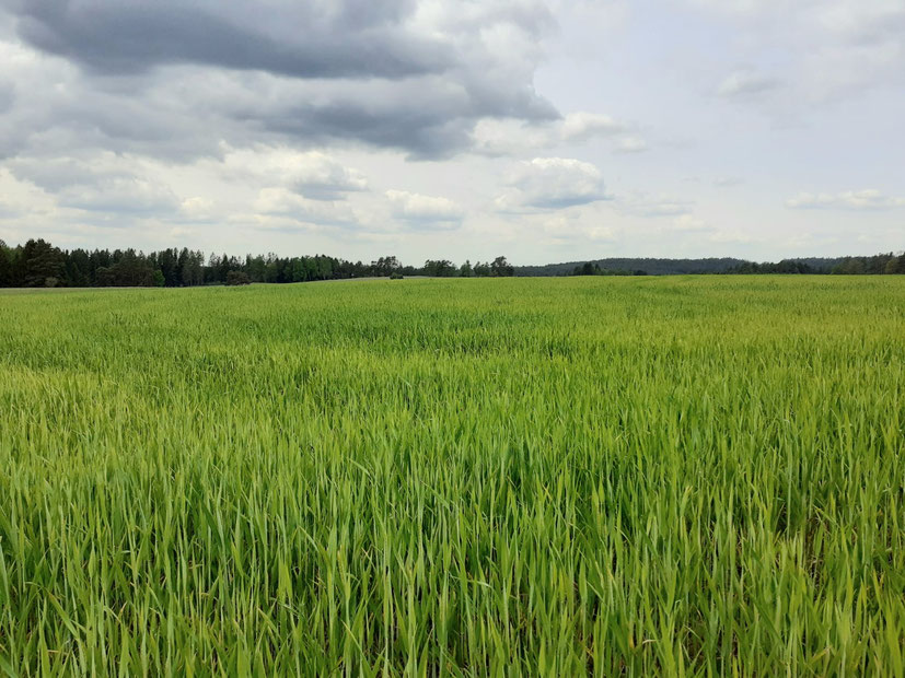 Waldviertel, Northern part of Austria, where I originally come from (no mountains)
