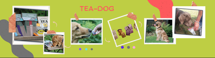 Junghundekurs, Hundeschule Butzbach, Hundetraining, Benimm,Hundeschule, Geruchsdifferenzierung, Beschäftigung, ZOS, Zielobjektsuche, Apportieren