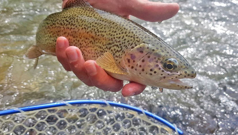 toni falduti_fly fishing_pesca a mosca