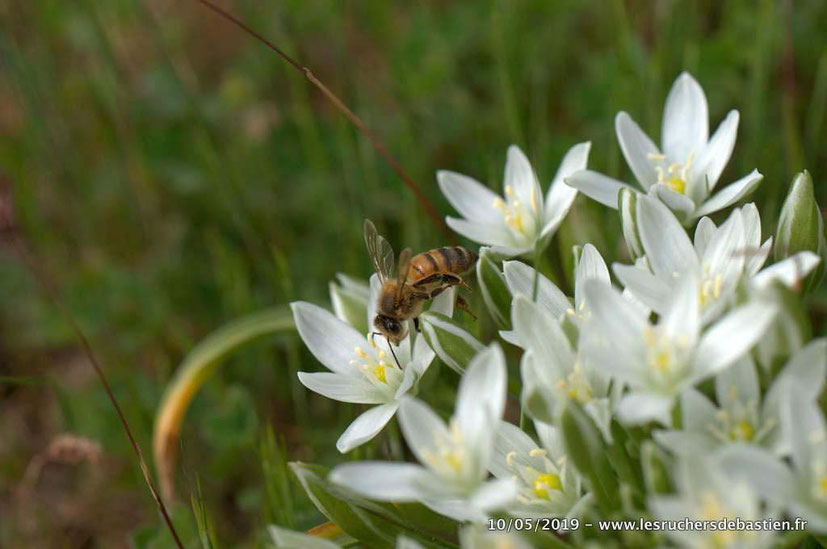 Insecte apis mellifera en train de butiner Ornithogale Ventalon en Cévennes