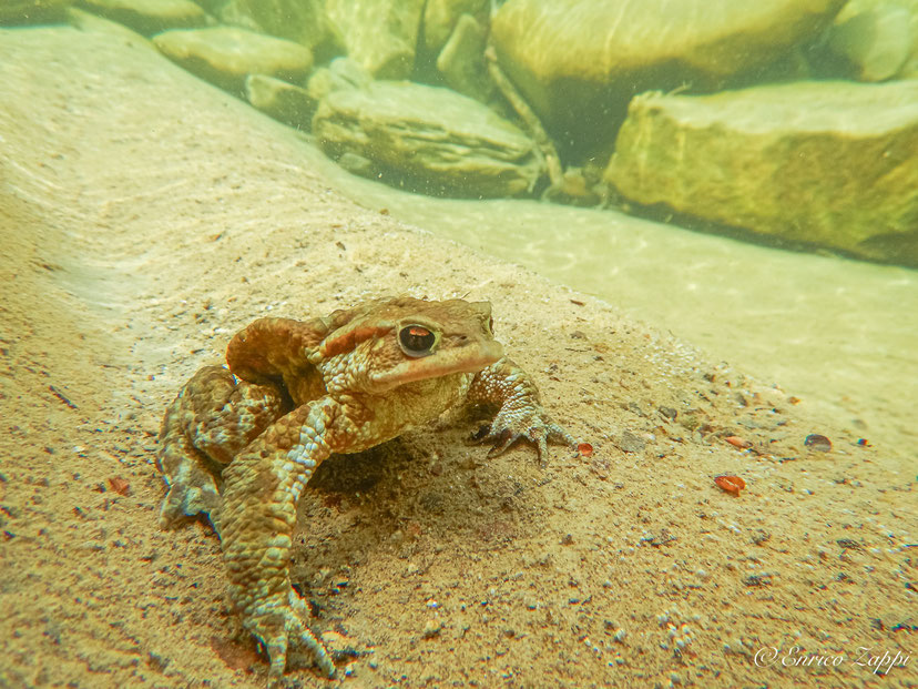 Bufo Bufo, rospo maschio. Fotografia subacquea.